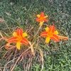 cyamirosas